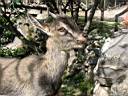goat at Samaria gorge
