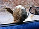 curious goat