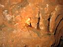beautiful cave spider