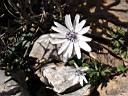 flowers in january
